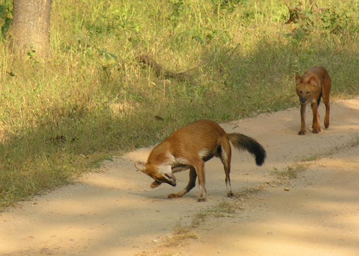 Wild Dogs. Bandhavgarh National Park