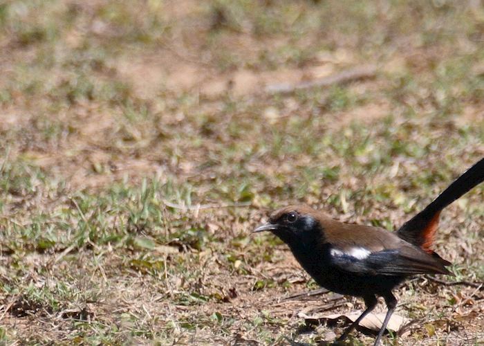 Indian Robin, Pench National Park, India