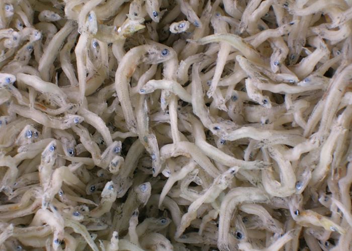 Blue-eyed fish, Tsukiji market