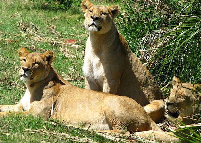 Lions, Duba Concession, Botswana