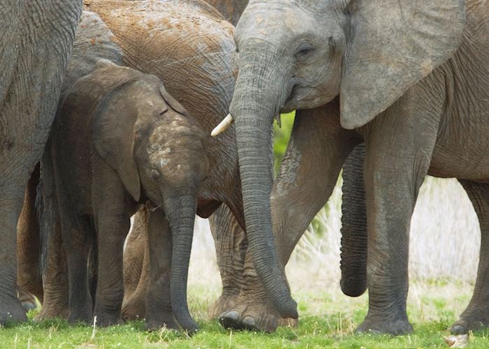Elephants in Ruaha National Park, Tanzania