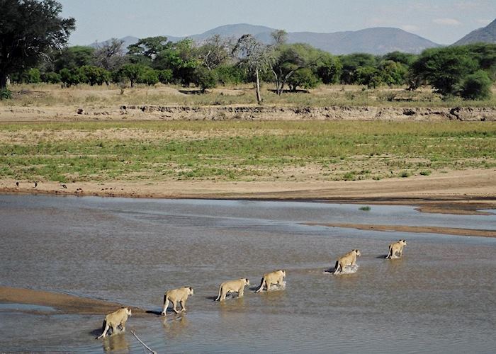 Lion pride crossing the river in Ruaha National Park, Tanzania