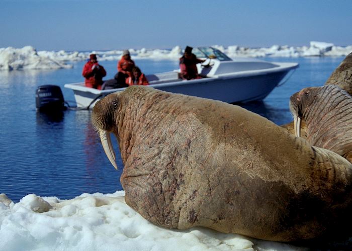 Photographing walrus from Igloolik
