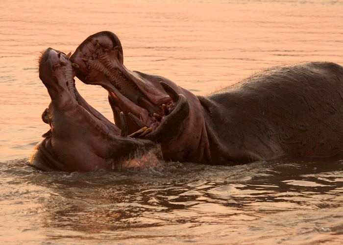Hippo in the Luangwa River