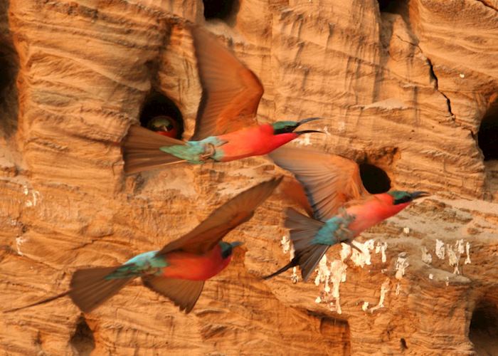 Carmine bee-eater colony in the banks of the Luangwa River