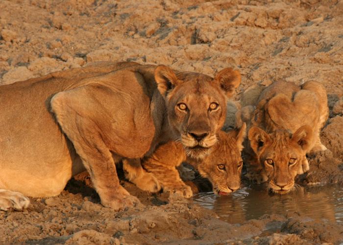 Lioness & cubs drinking from a waterhole
