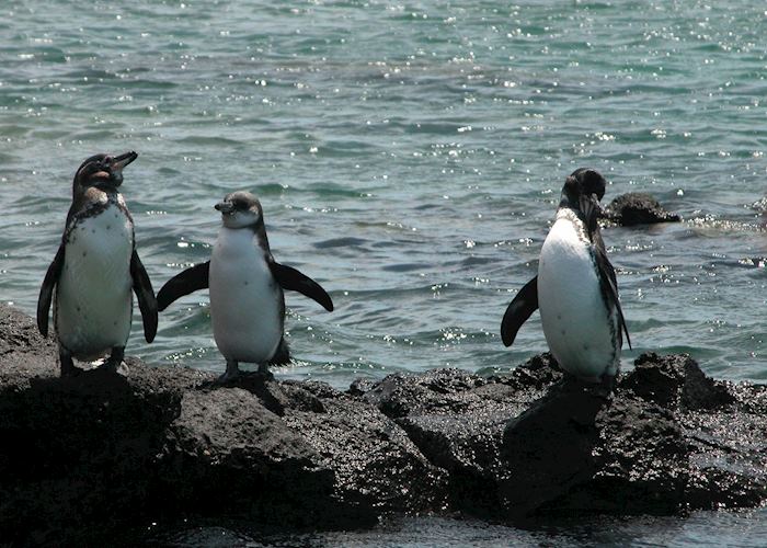 Galapagos Penguins, Bartolome Island, Galapagos Islands