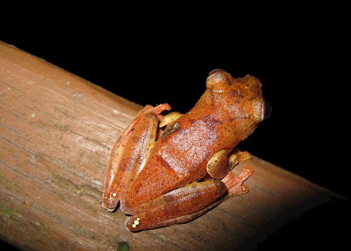 Harlequin frog, Danum Valley, Malaysian Borneo