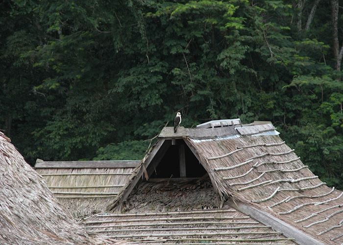 Bird life of Mamiraua Reserve