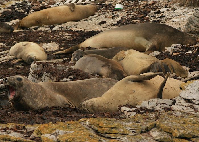 Carcass Island, The Falkland Islands