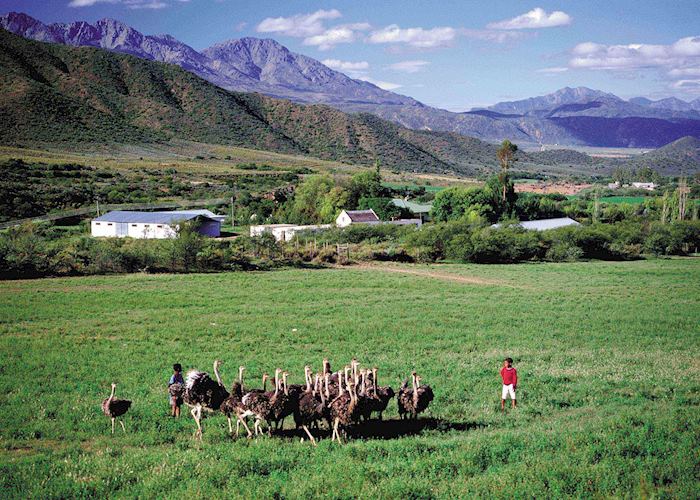 Ostrich farm, Calitzdorp