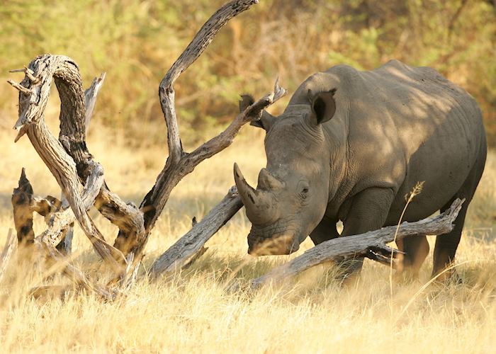 White rhino on Chief's Island