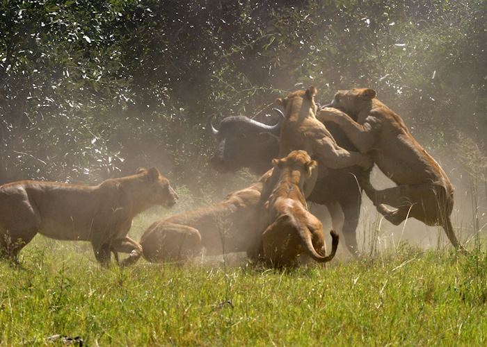 Lion attacking buffalo at Duba Plains