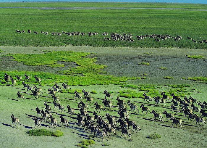 Zebra on the Makgadikgadi Pans in the Green Season