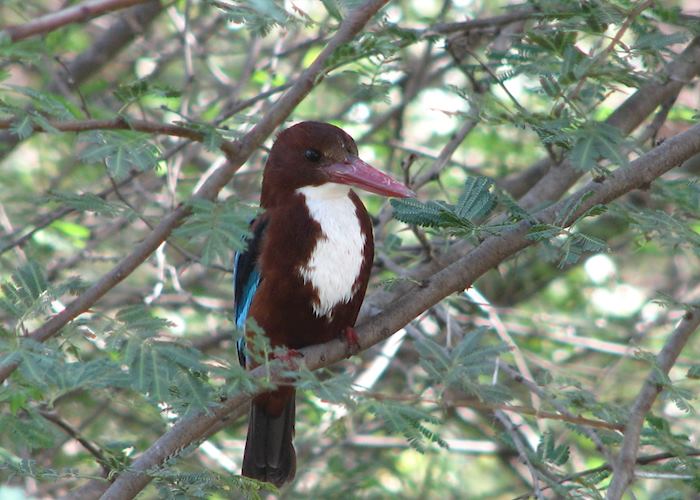 White-throated kingfisher at Gir