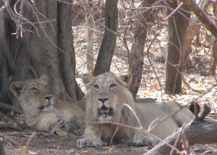 Lions at Gir