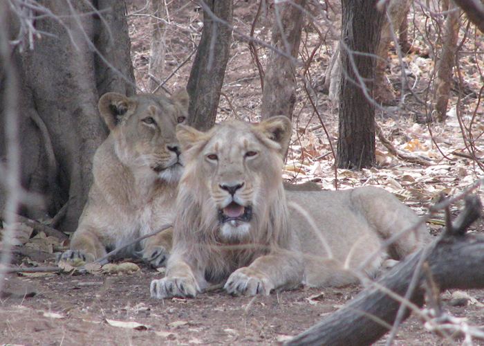 A young male and a female lion sighted at the Sasan Gir National Park on an afternoon safari