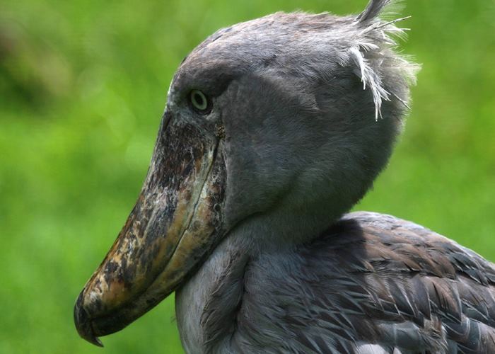 Shoebill stork, Semliki Wildlife Reserve