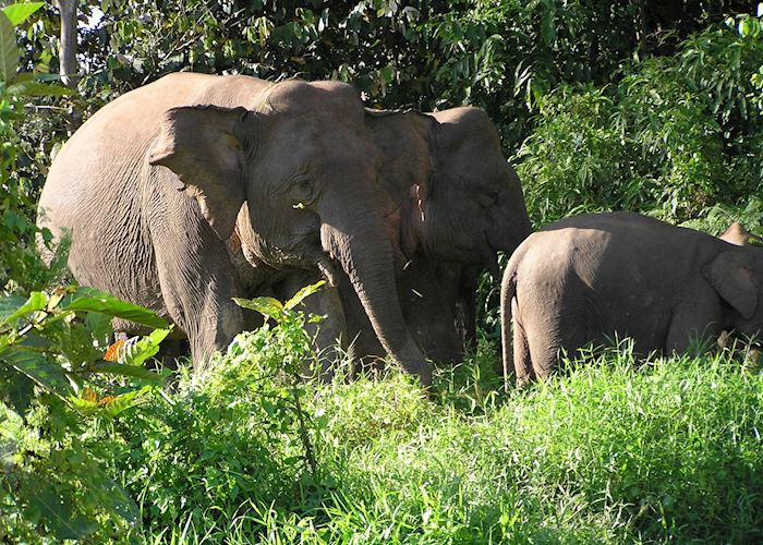 Pygmy elephant, Kinabatangan River, Malaysian Borneo