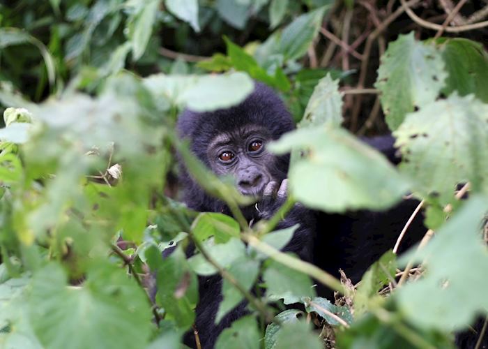 Mountain gorilla, Volcanoes National Park