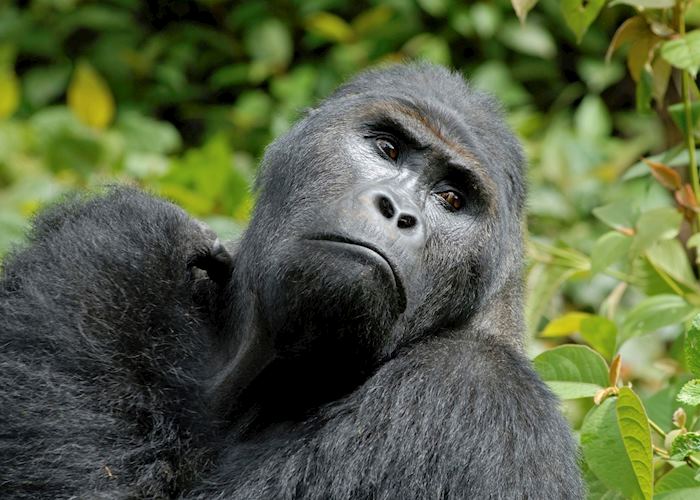 Male silverback gorilla, Volcanoes National Park