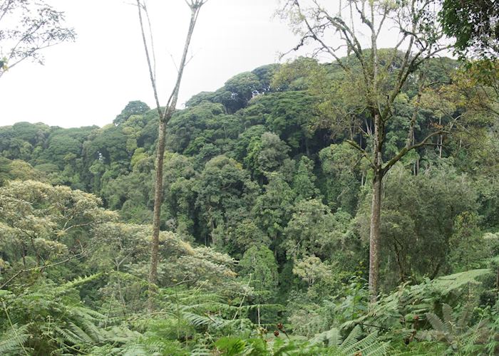 Nyungwe Forest National Park, Rwanda