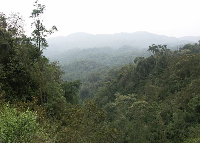 Nyungwe Forest National Park, Rwanda