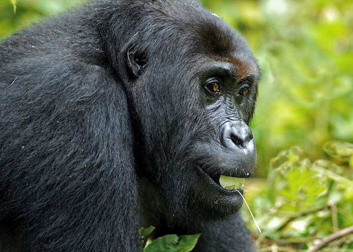 Mountain gorilla