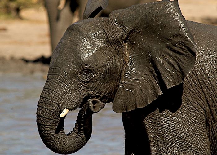 Baby elephant enjoying a mud bath