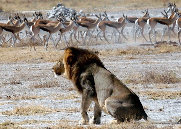 Lion in the Central Kalahari, Botswana