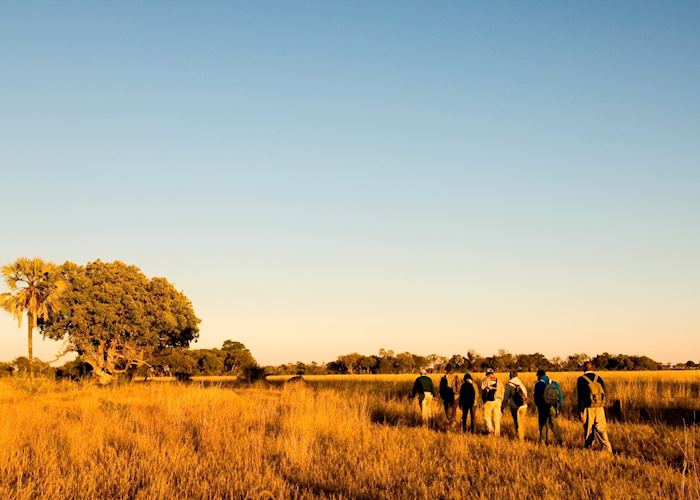 Walking safaris in the Moremi Wildlife Reserve