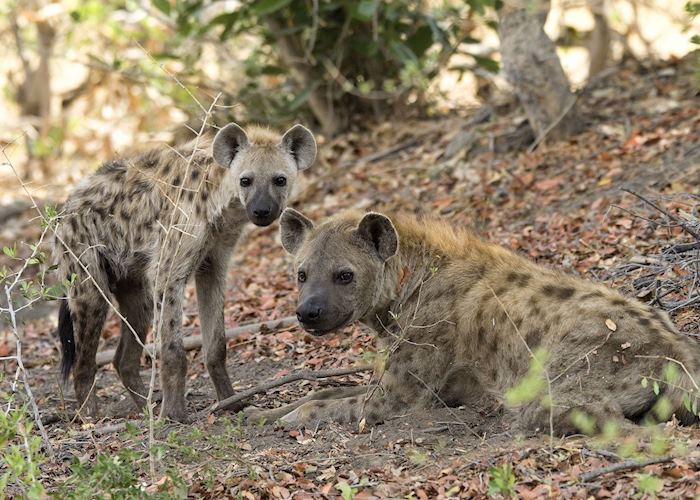 Spotted hyena on Chief's Island