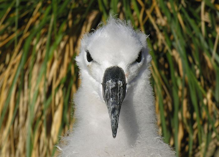 Black-browed albatross chick, West Point Island, the Falklands