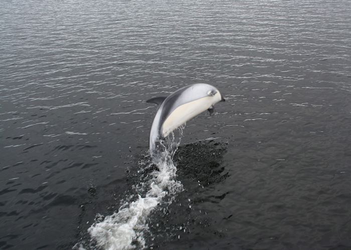 Peale's dolphin, West Point Island, the Falklands