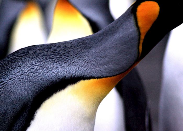 King penguin, South Georgia