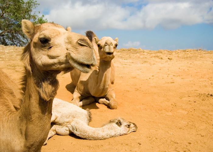 Adult camels with young, Salalah