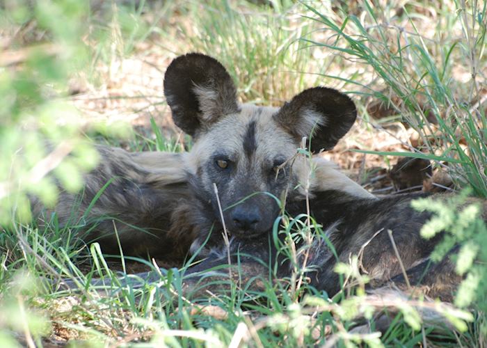 Wild dog, Madikwe Game Reserve, South Africa