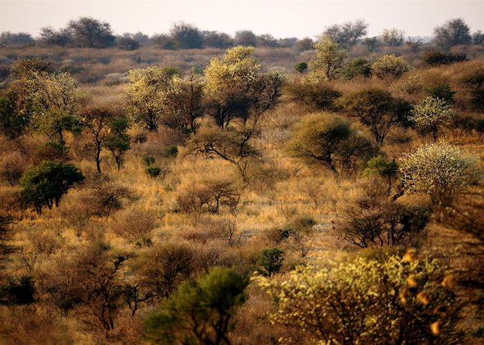 Central Kalahari, Botswana