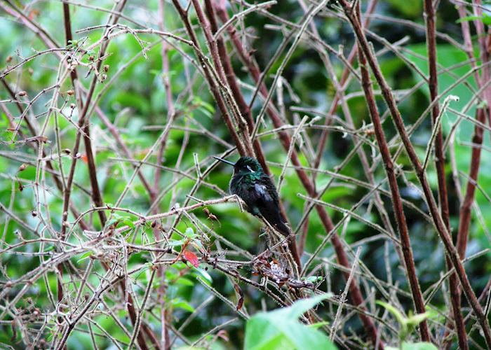 Hummingbird, Costa Rica