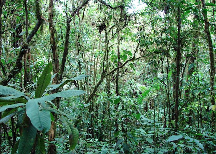 Cloudforest, Puerto Viejo de Sarapiqu