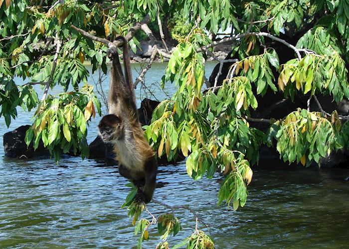 Spider monkey, Isletas boat tour, Granada