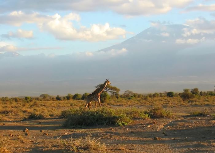 Giraffe in Amboseli National Park