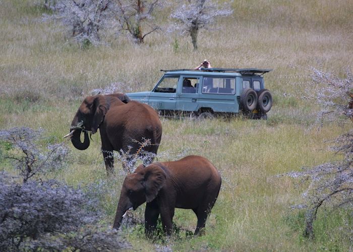 Enjoying a game drive on the Lewa Wilderness Conservancy