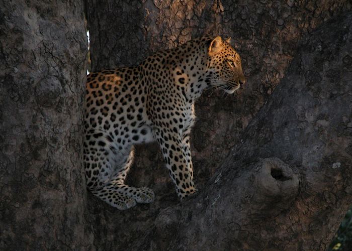 Leopard in a Sausage Tree