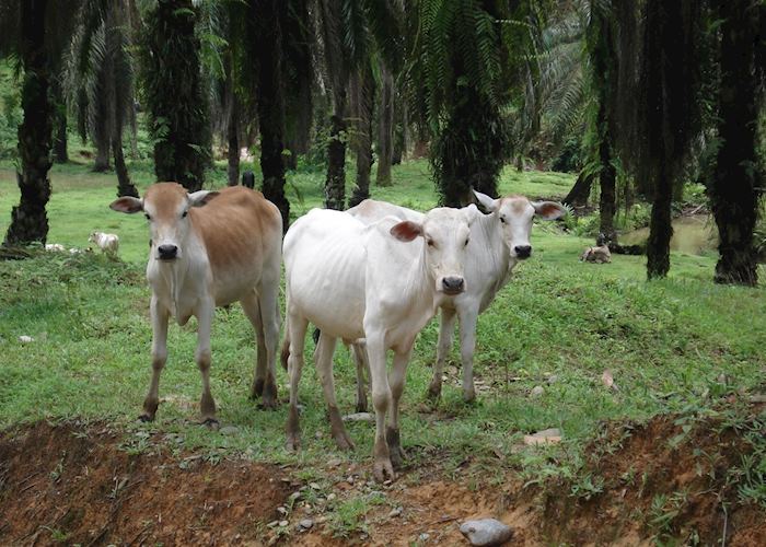 Grazing cows, Northern Sumatra