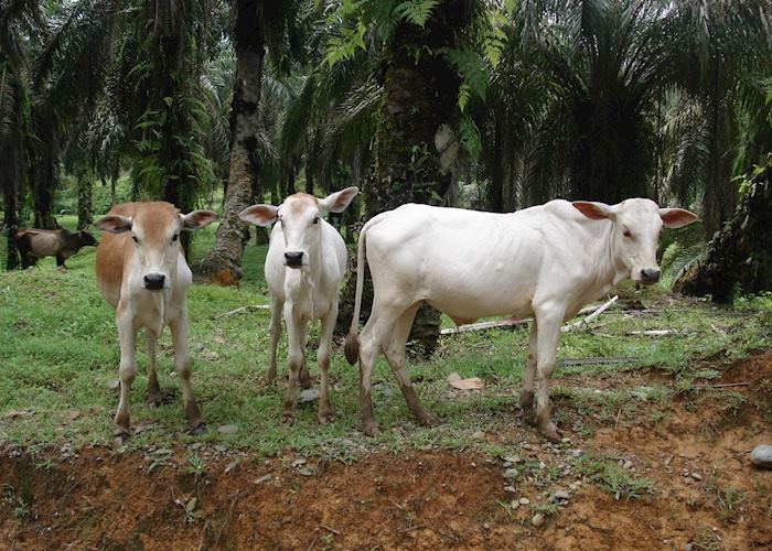 Grazing cows, Northern Sumatra