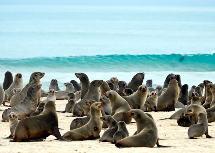 Seals at Pelican Point