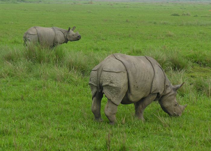 One horned rhino, Kaziranga National Park, India