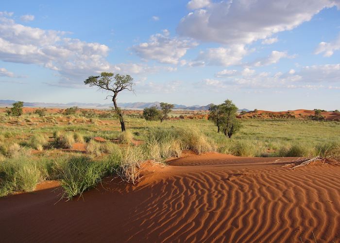 Tok Tokkie Trails scenery