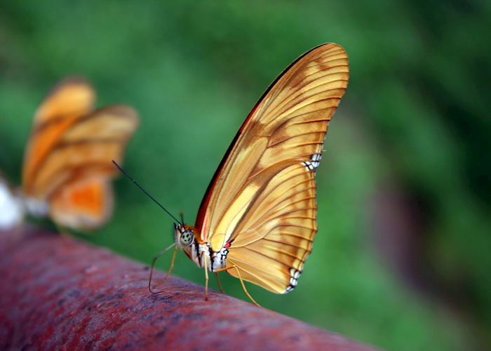 Butterfly at Iguaçu Falls